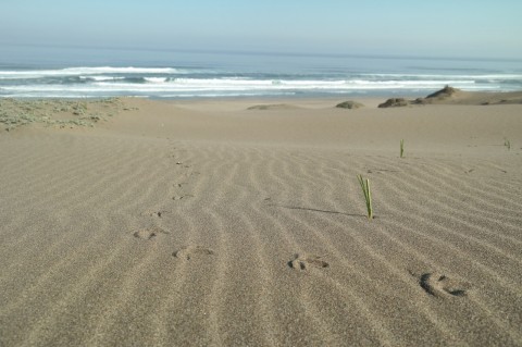 Mein Hof, mein Strand, meine Kuh